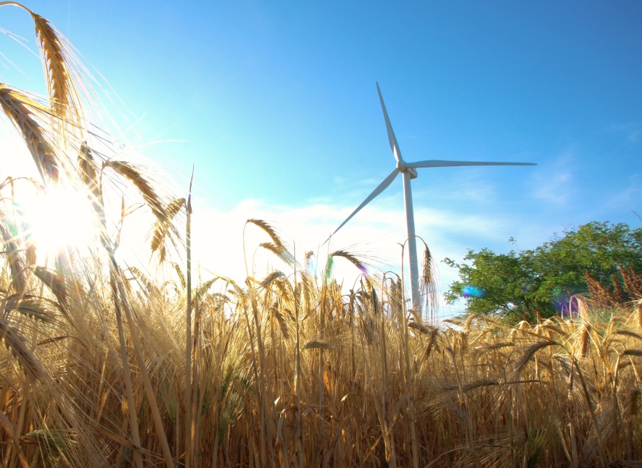 wheat field with wind turbine in distance